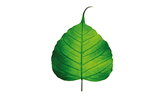 single green leaf
